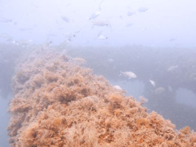 Arrecifes artificiales de Ecopetrol potencian la biodiversidad en el Caribe