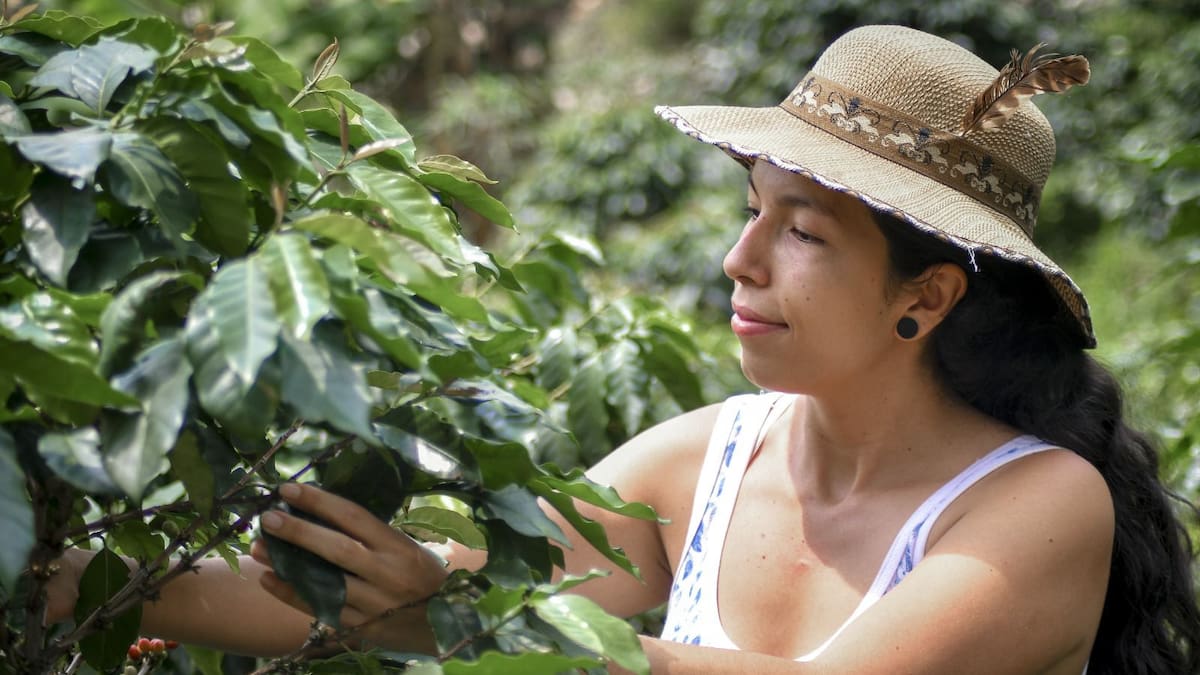 Risaralda tuvo en este 2024 una cosecha cafetera cercana al billón de pesos