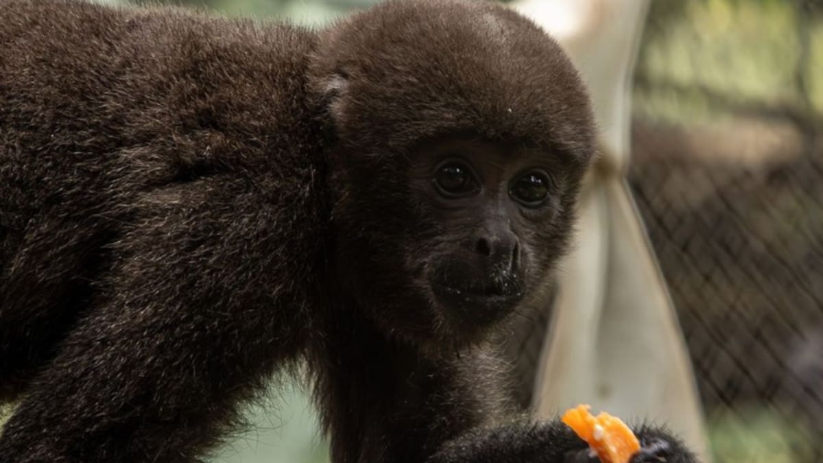Entrada gratuita en Zoológico de Cali: ¿para quiénes y qué día de septiembre será?