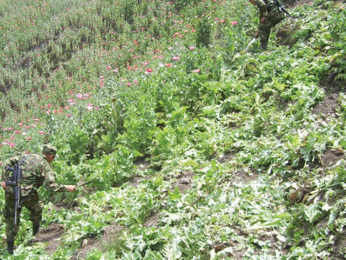 Policía fumigaría manualmente cultivos de coca con glifosato