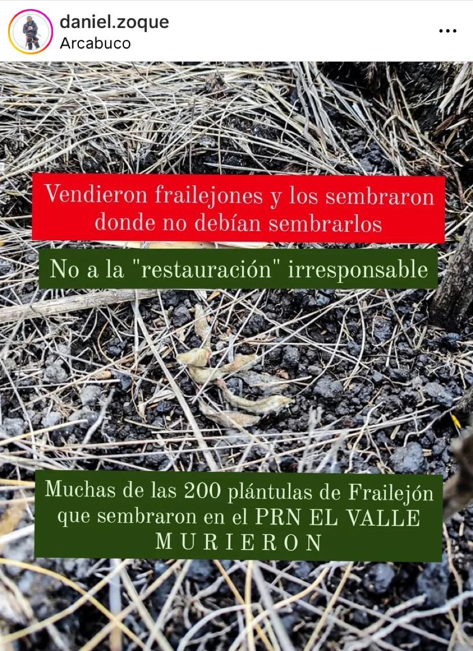 Están repoblando los páramos de Boyacá con especies de frailejones que no son adecuados.