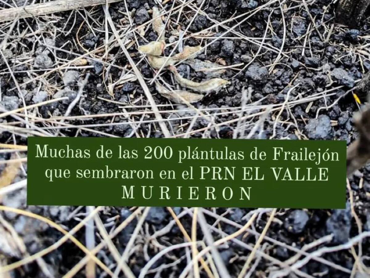 Denuncian que en Boyacá estarían repoblando páramos con frailejones que no son adecuadas