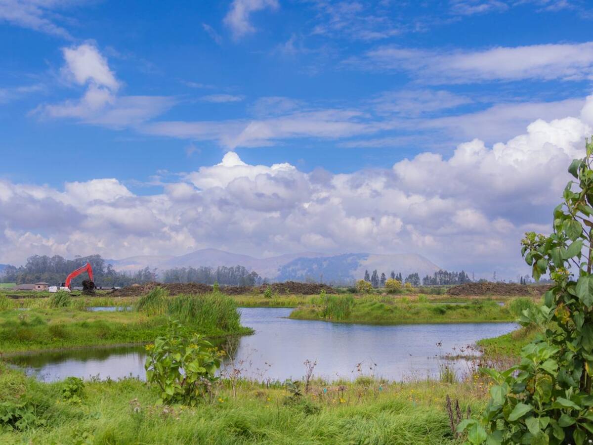 Avanza la restauración ecológica del río Bogotá: 116 hectáreas fueron restauradas