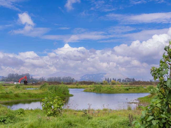 Avanza la restauración ecológica del río Bogotá: 116 hectáreas fueron restauradas. Foto: CAR.
