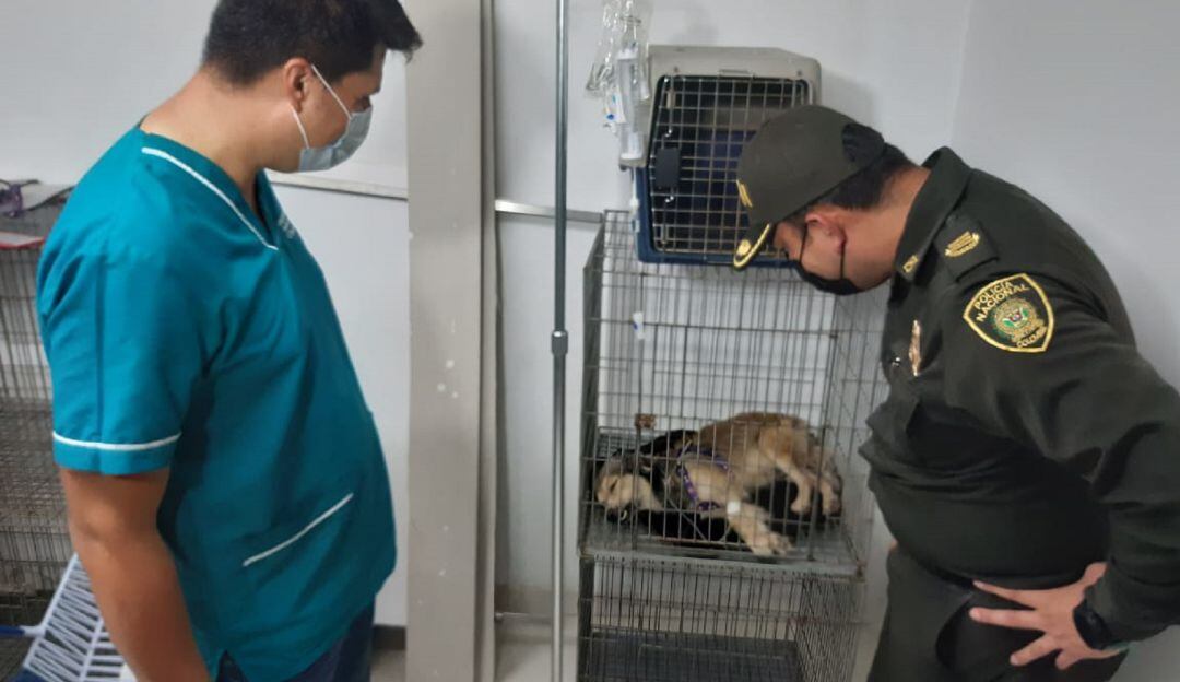 Logran rescatar a perro al que le cortaron sus genitales, en Neiva