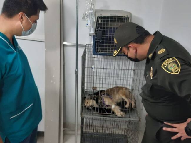 Logran rescatar a perro al que le cortaron sus genitales, en Neiva