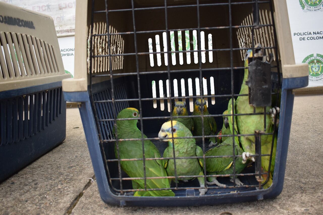 Este acto delictivo representa una grave amenaza para el capital natural y la biodiversidad que caracteriza a la Amazonía colombiana en la región del Caquetá.