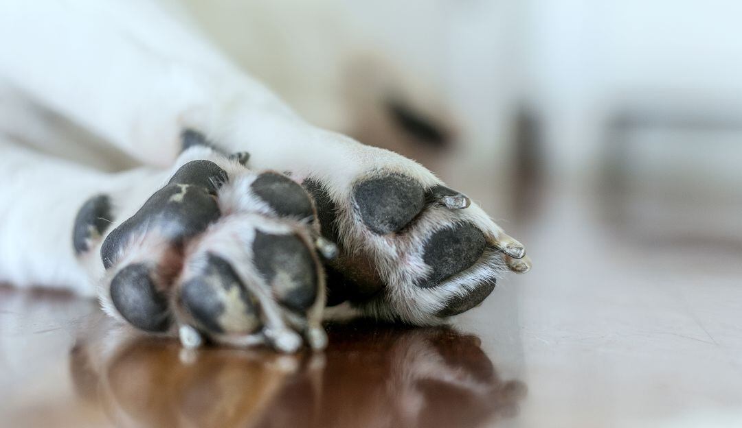 ¡Indignante! Un carro arrastra a un perro en Malambo, Atlántico