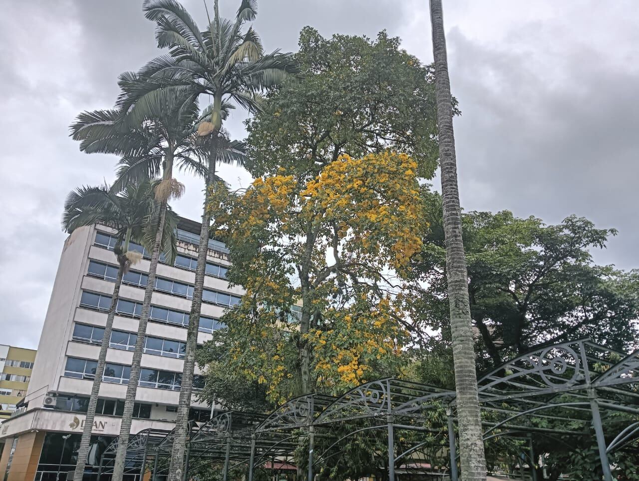 Guayacán florecido en la plaza de Bolívar de Armenia. Foto: Adrián Trejos