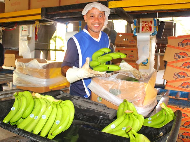 Bananeros del Caribe reportan un crecimiento del 2% en el 2022