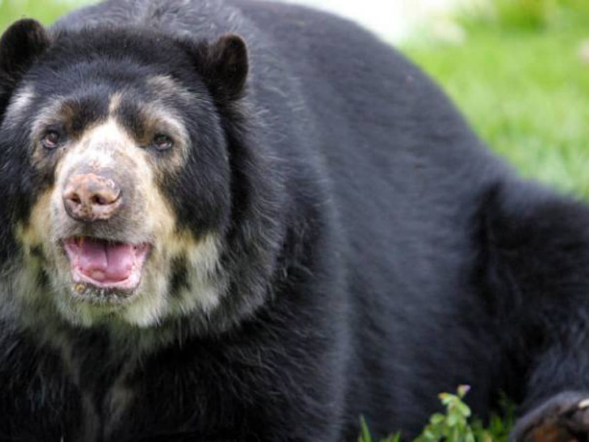 El Oso de Anteojos, en lista de protección de la Meseta de Bucaramanga