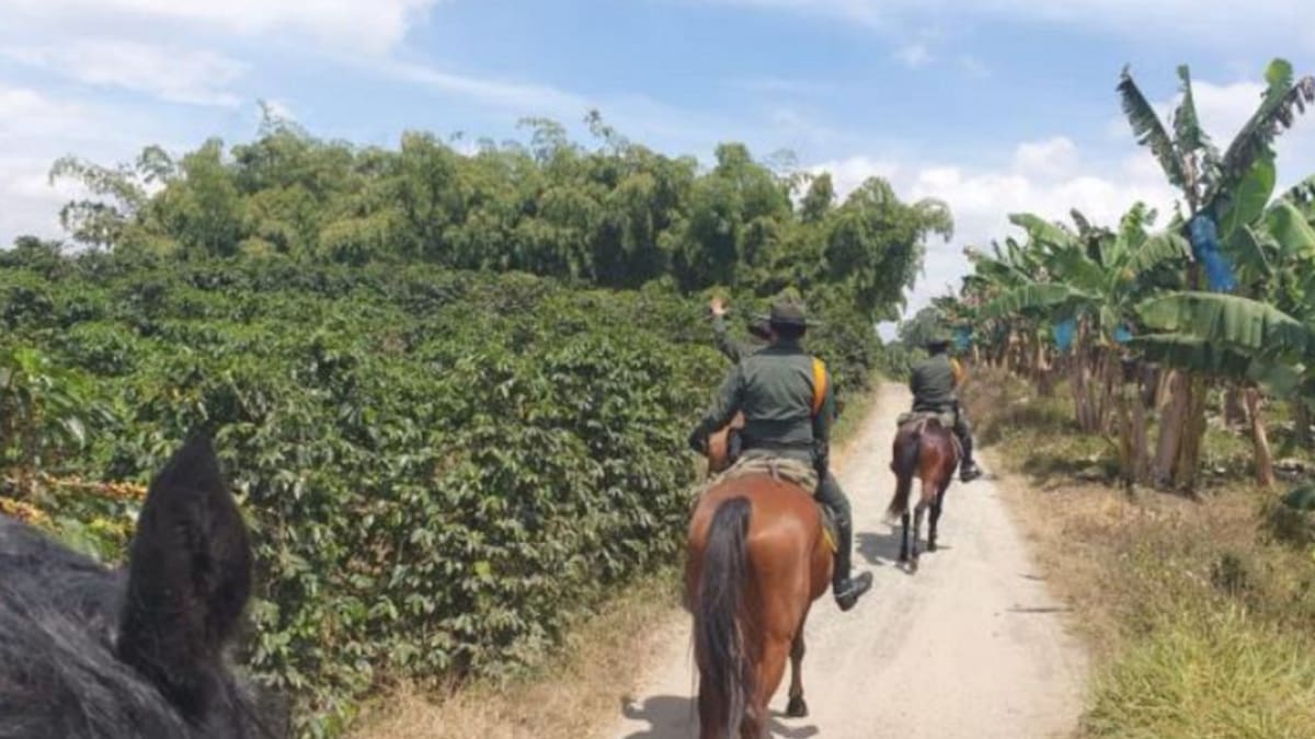 300 policías reforzarán la seguridad para cosecha cafetera en el Quindío