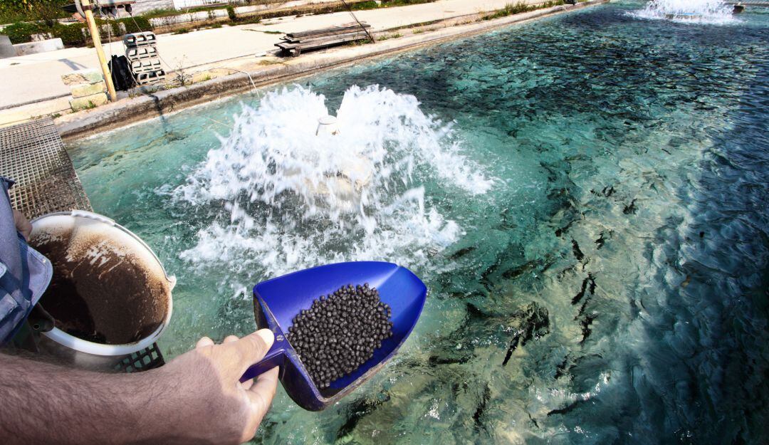 Producción acuícola