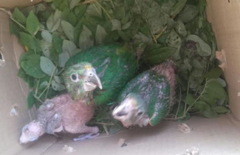 Cuatro aves (una guacamaya y tres loros reales), dos reptiles una boa y una babilla, los cuales fueron dejados a disposición de la Corporación Regional Autónoma.