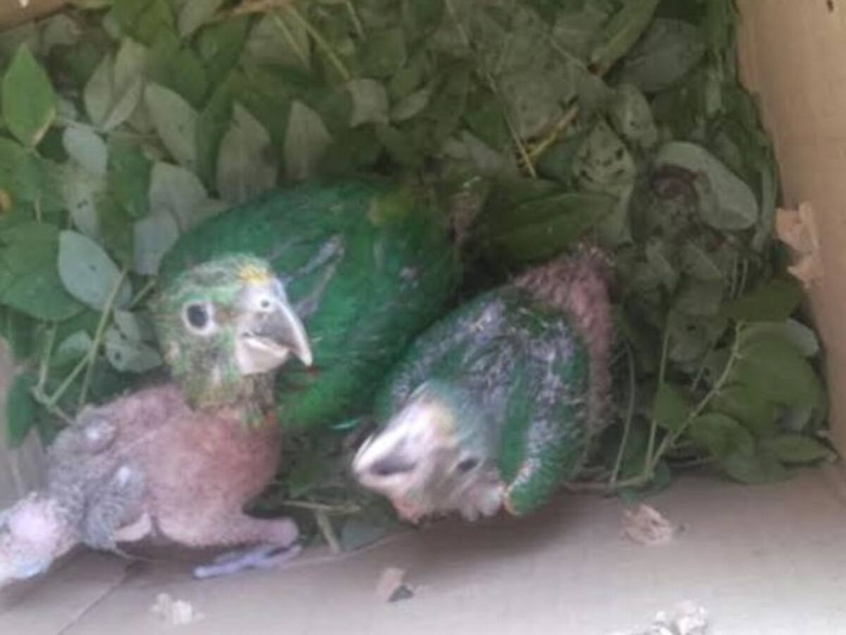 Policía recuperó fauna silvestre que iba a ser comercializada