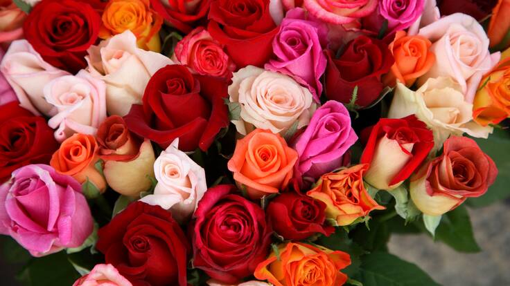 En el Día de la Madre, las flores de Colombia llegan a los mercados del mundo