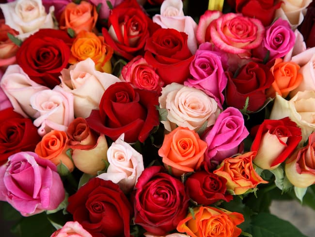 En el Día de la Madre, las flores de Colombia llegan a los mercados del mundo