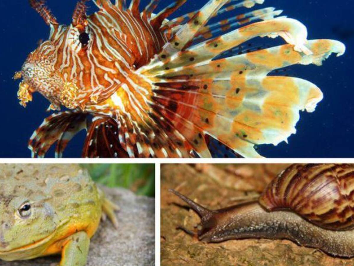 "Lo qué pasó con los peces fue una muerte anunciada": ex funcionario del Distrito