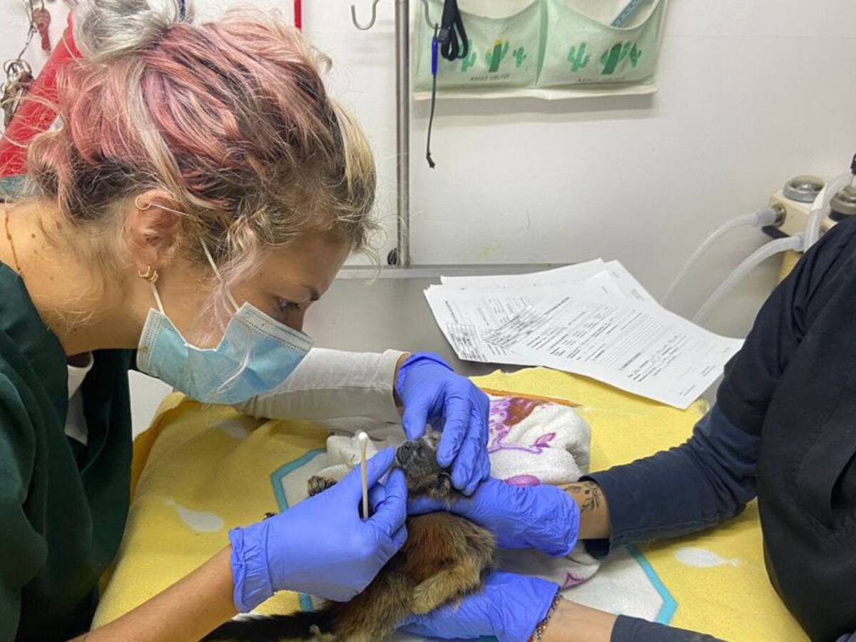 Un mono tití muerto y otro herido por caso de maltrato en San Francisco