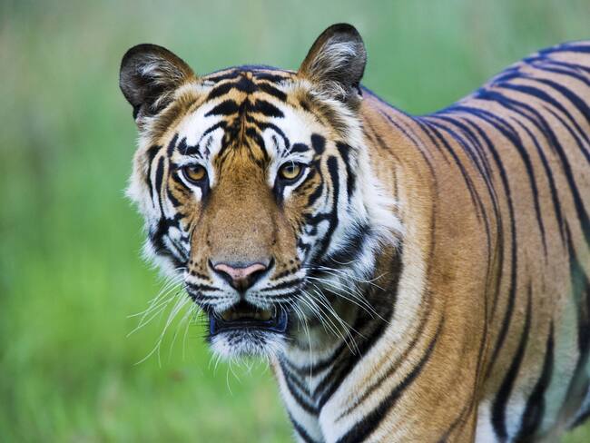Tigre de Bengala / Getty Images