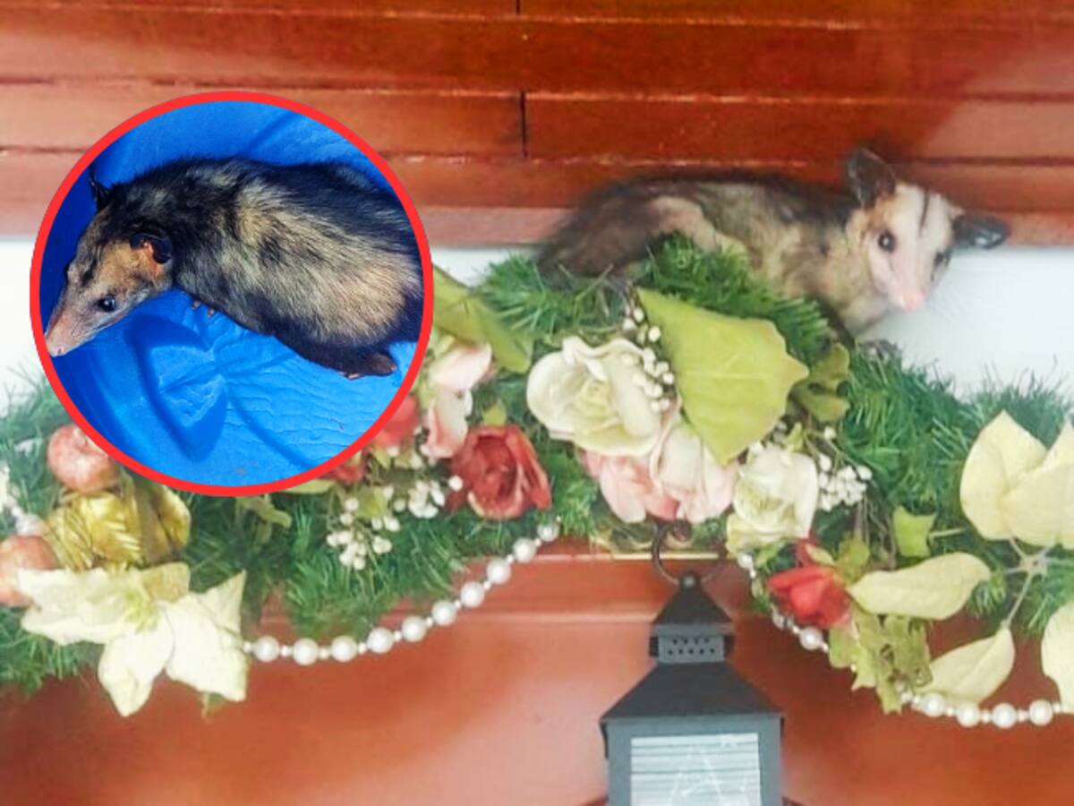 Preocupante invasión de zarigüeyas en apartamentos de Real de Minas