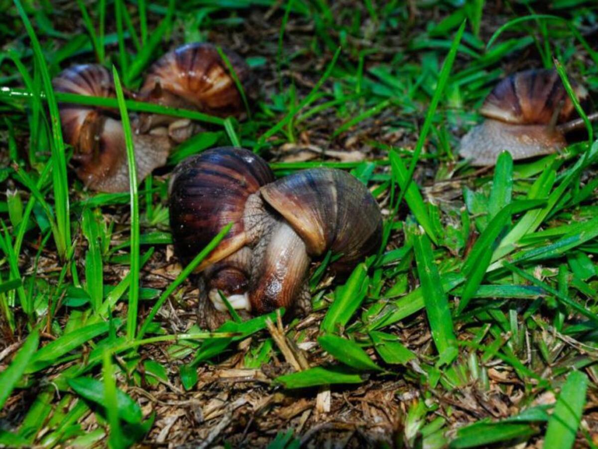 Caracoles africanos generan pérdidas en la agricultura de la Sierra Nevada