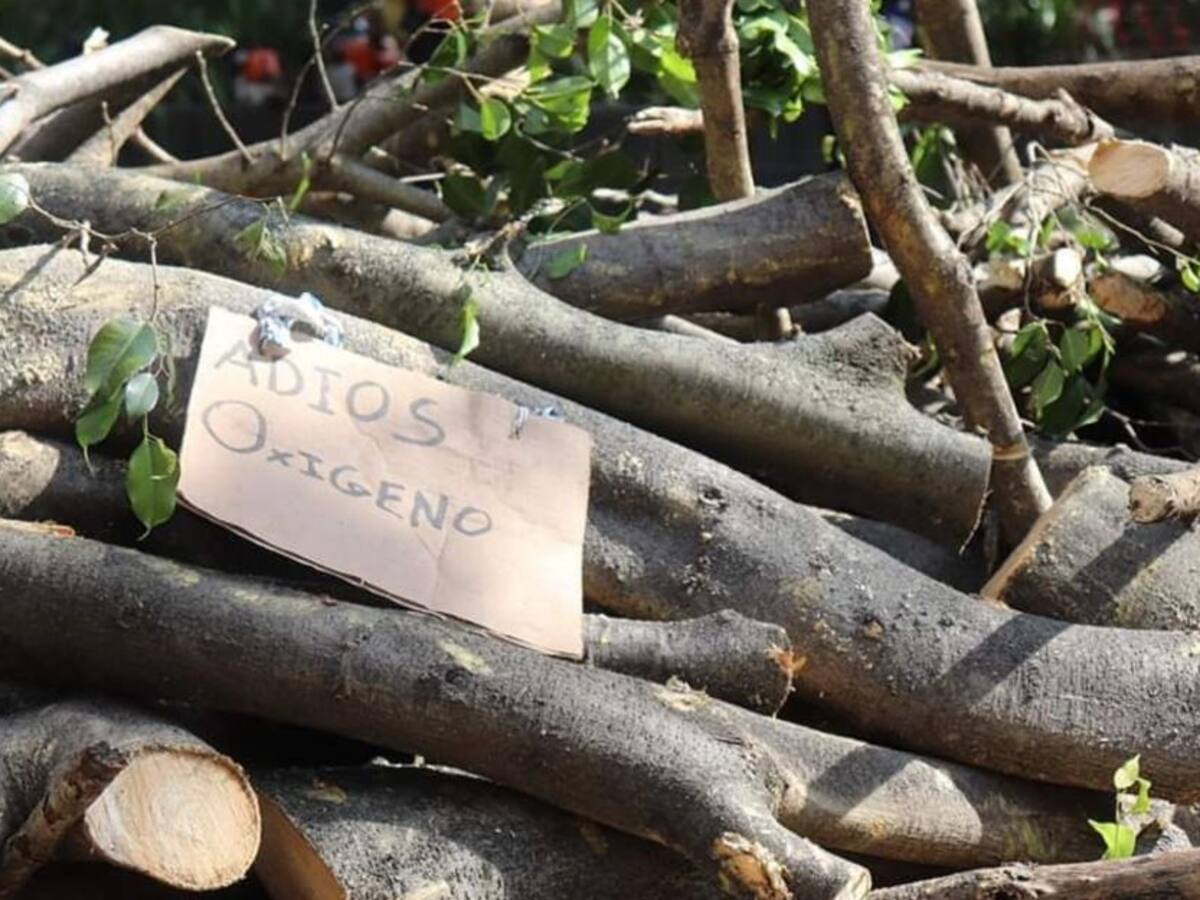 106 árboles fueron los que talaron en Envigado, Antioquia