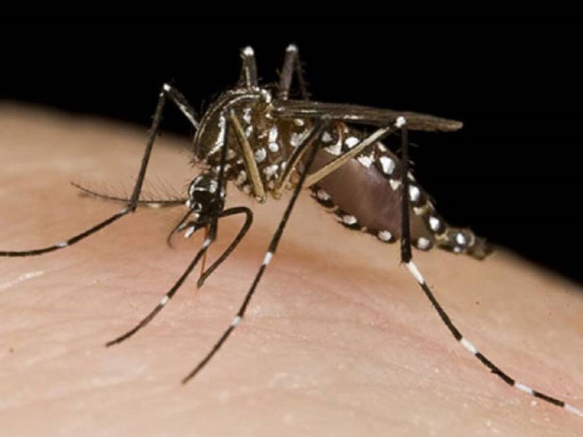 Procuraduría pidió a los entes de control intensificar acciones en contra del dengue