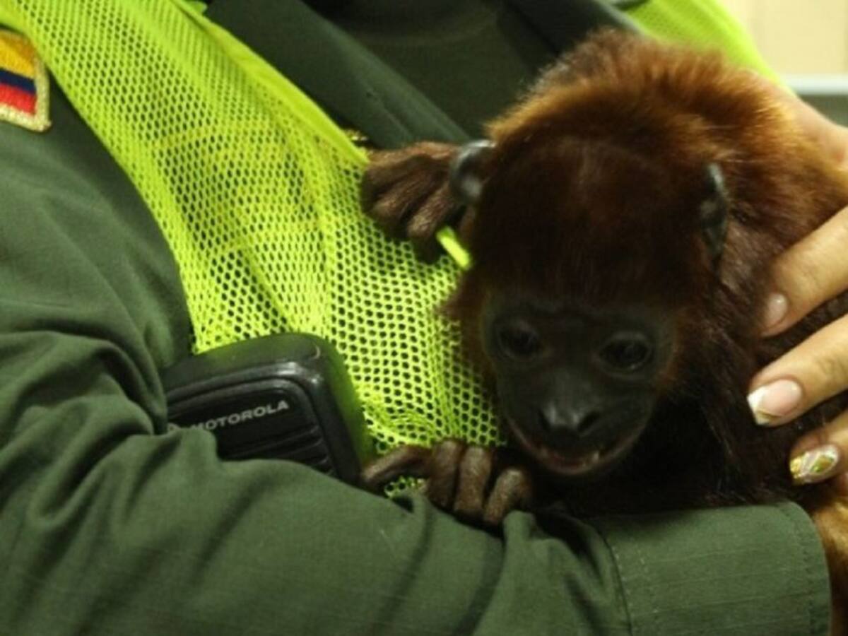 Un mono aullador fue entregado a la Policía en Manizales