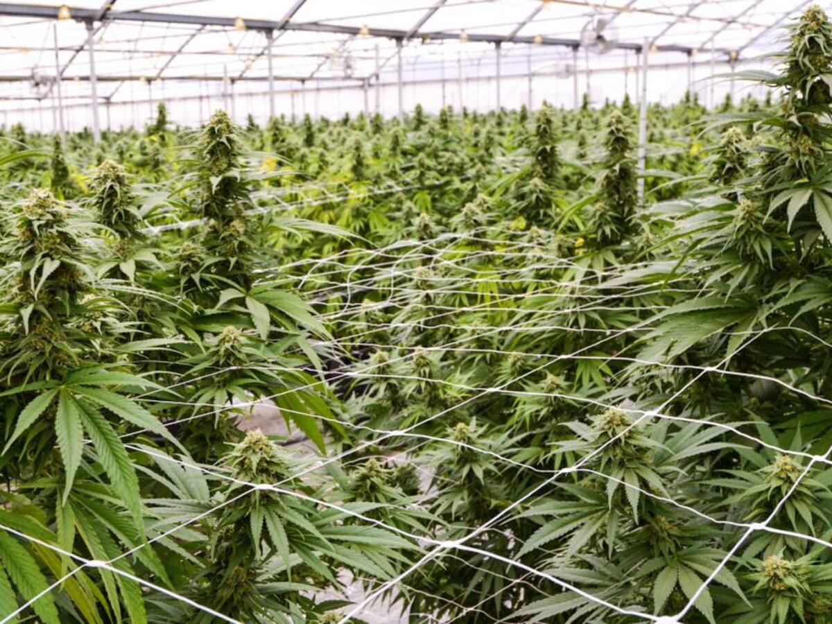 Por un voto se salvó proyecto de consumo recreativo de marihuana