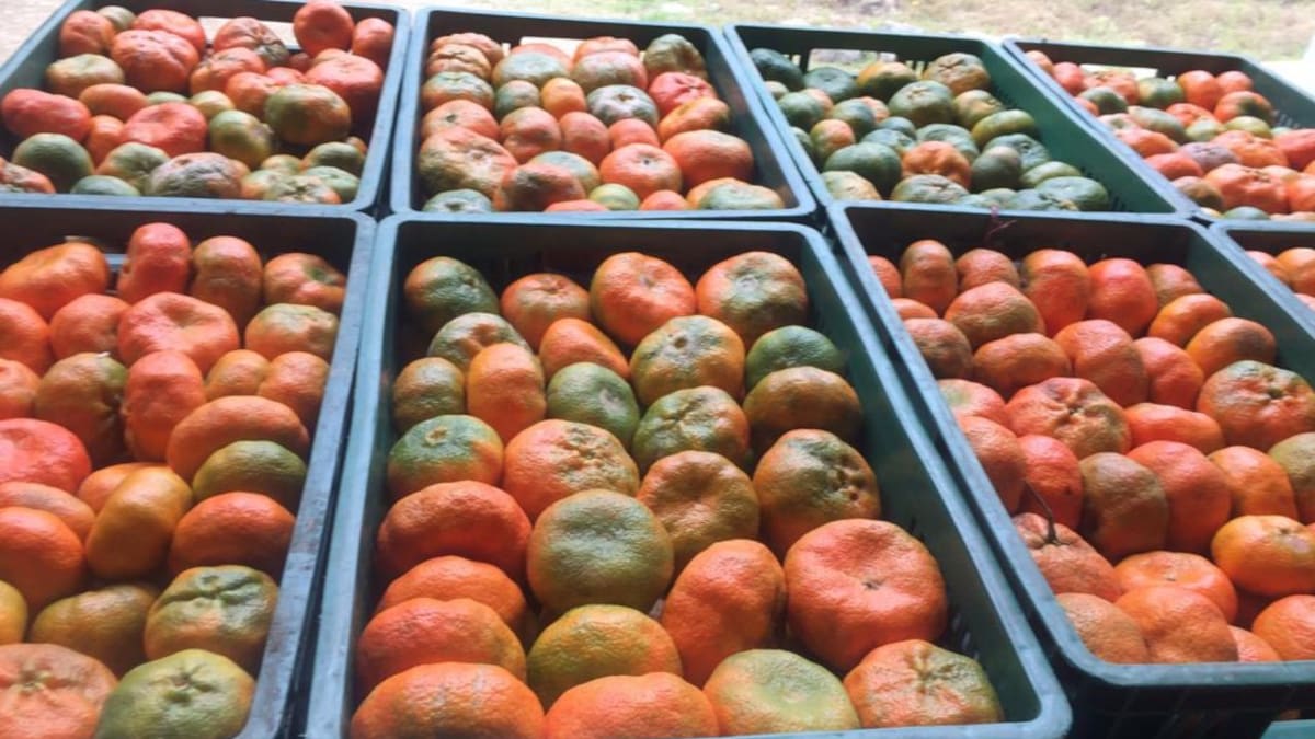 En un 80% ha sido la pérdida de la producción de mandarina en el país