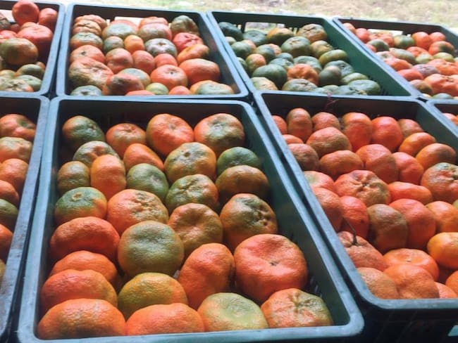 En un 80% ha sido la pérdida de la producción de mandarina en el país