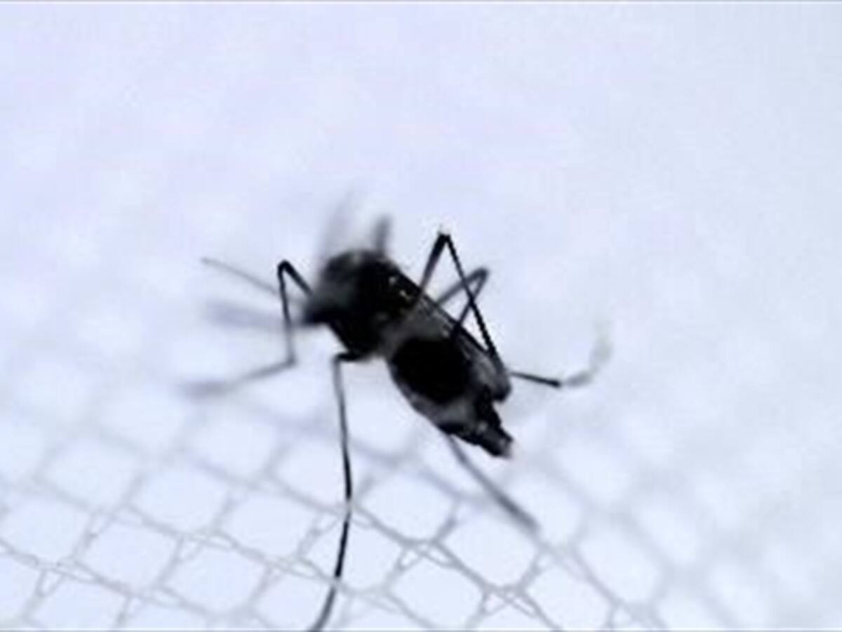 Identifican primer caso de chikungunya en Nariño