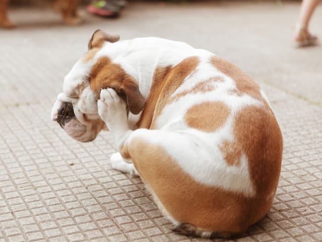 Perro rascándose las pulgas, imagen de referencia - Getty Images