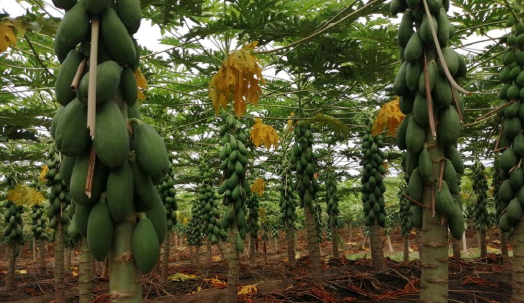 Cultivo de papaya en Albadán, municipio de Rivera, Huila
