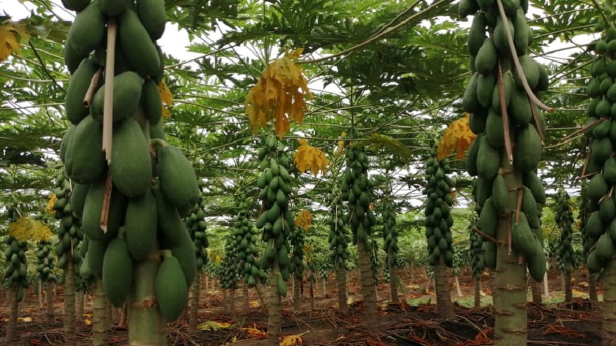 La papaya, fruta promisoria muy apetecida por su poder medicinal
