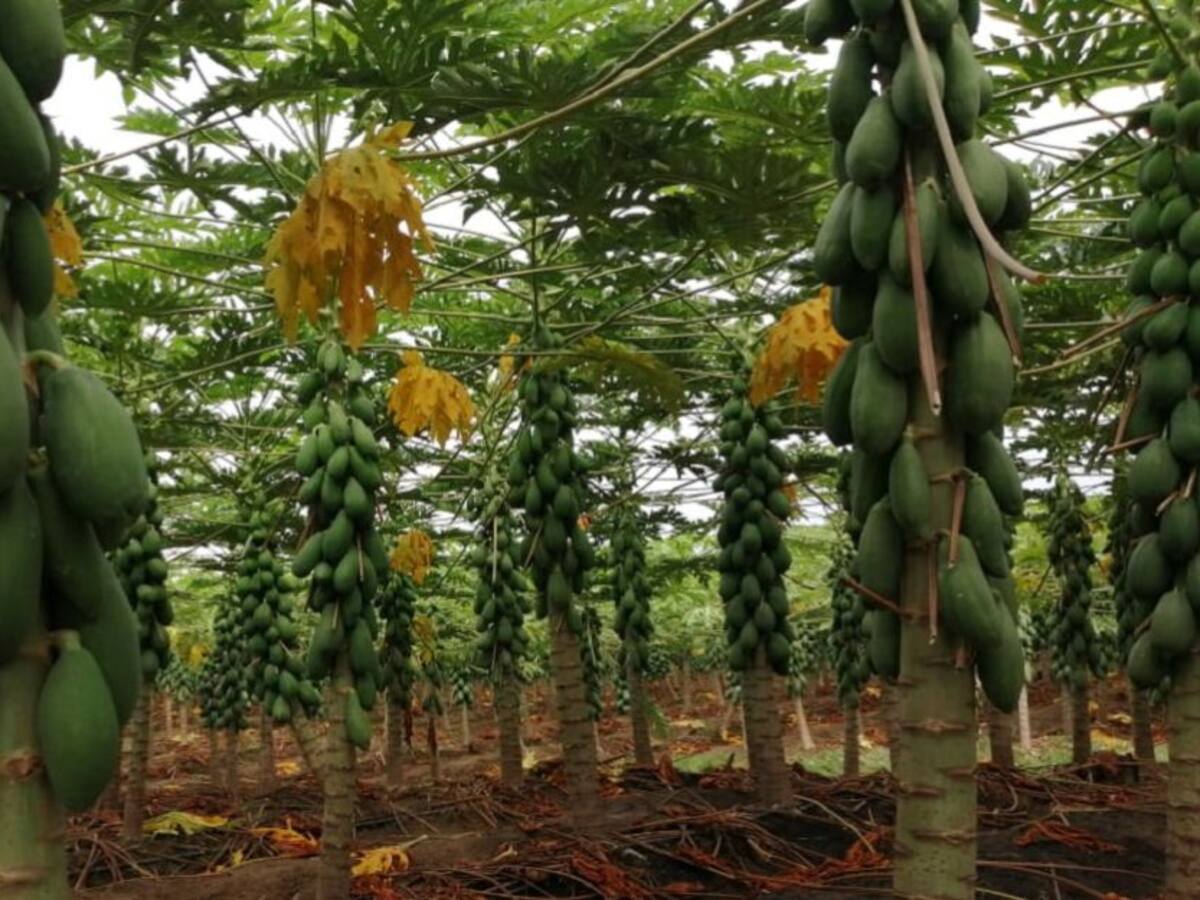La papaya, fruta promisoria muy apetecida por su poder medicinal