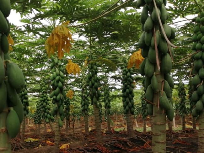 Cultivo de papaya en Albadán, municipio de Rivera, Huila