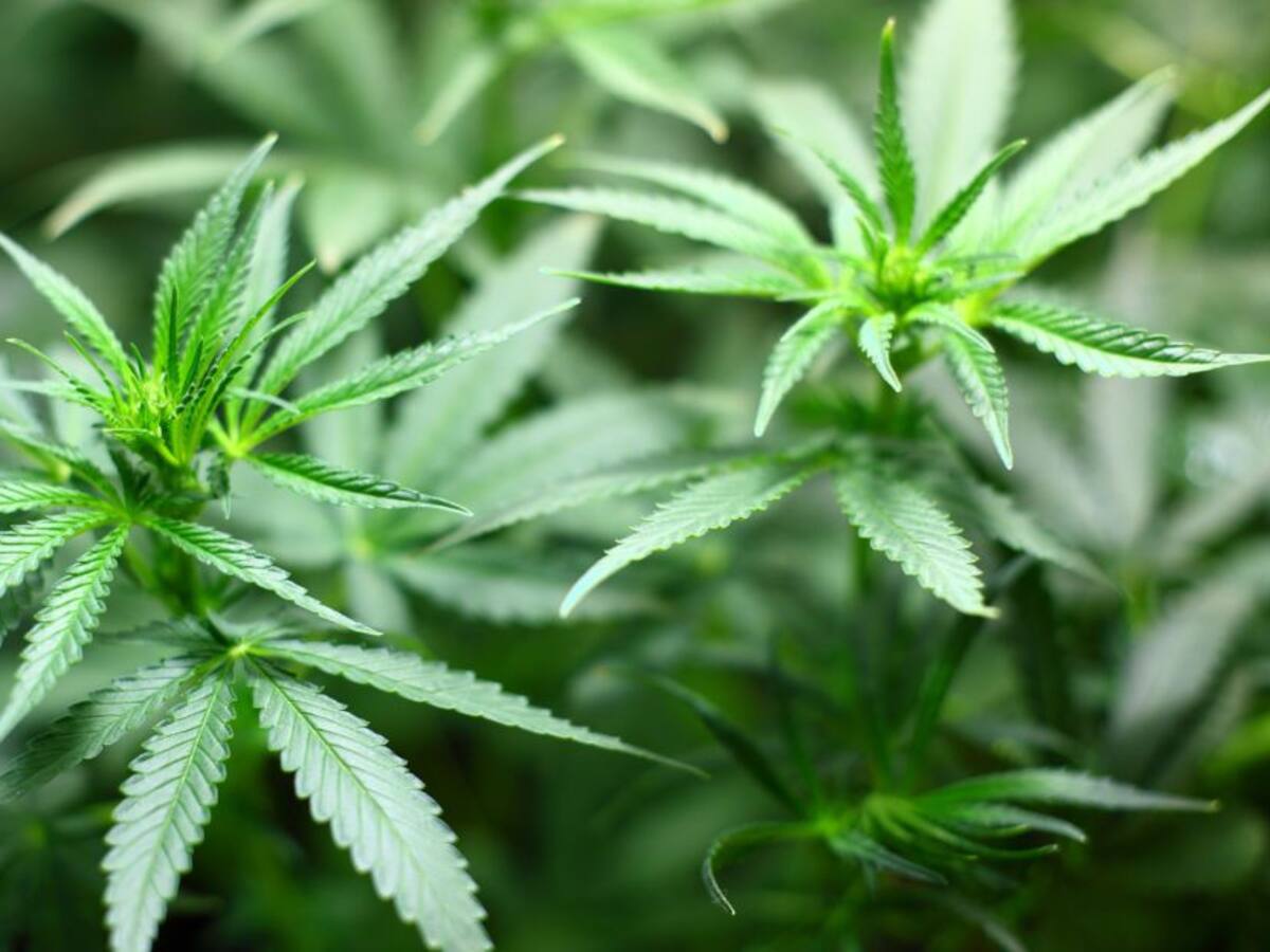 Marlboro invierte más de USD 1.800 millones de la marihuana