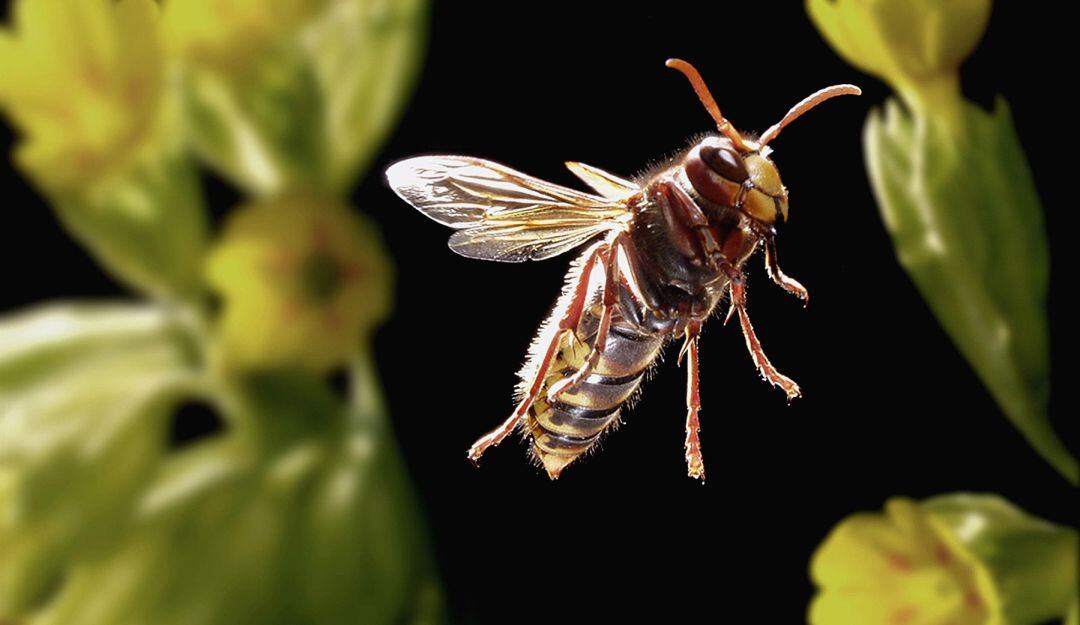 ¿Cómo está afectando el cambio climático a los abejorros?