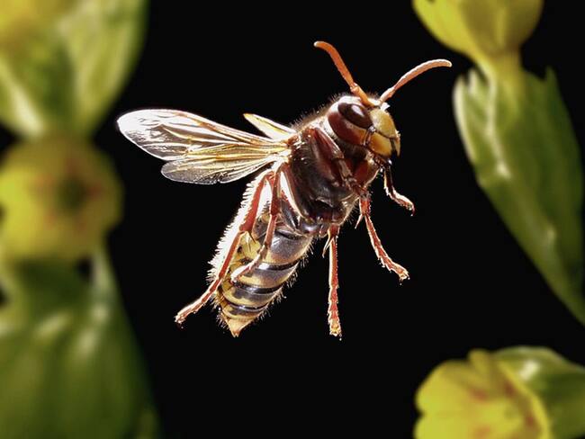 ¿Cómo está afectando el cambio climático a los abejorros?