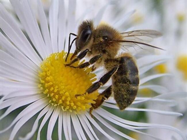 Colonias de abejas disminuyen por el uso de insecticidas y la contaminación