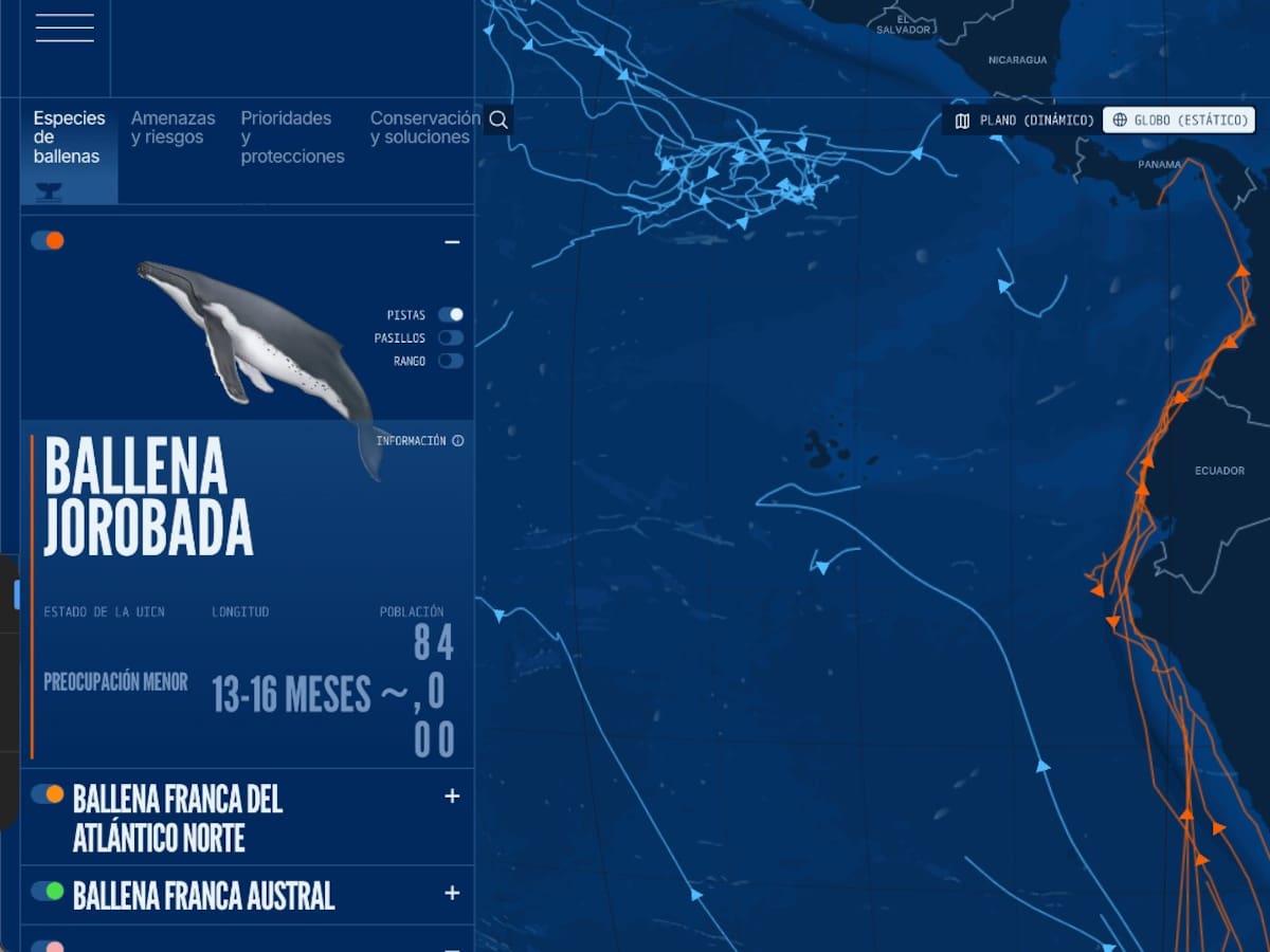 Las “superautopistas” de las ballenas en los océanos del mundo