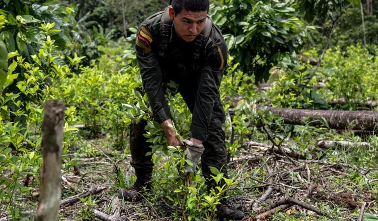 Erradicación de cultivos ilícitos en Tumaco.