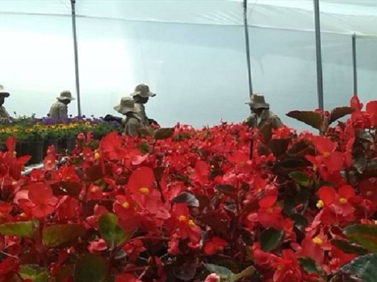Desde Antioquia envían 200 millones de tallos de flores a EEUU y Canadá