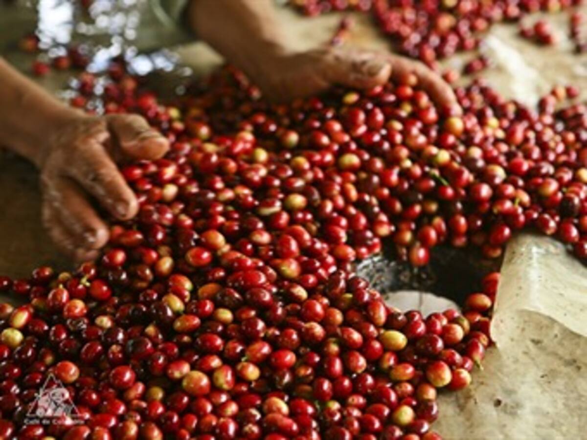Producción de café en noviembre llegó a un millón 113.000 sacos
