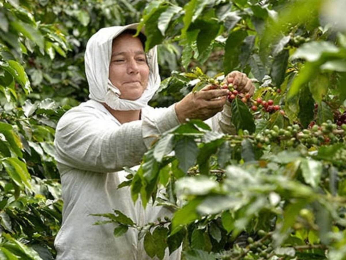 Avanza la cosecha cafetera en Risaralda sin casos positivos de coronavirus