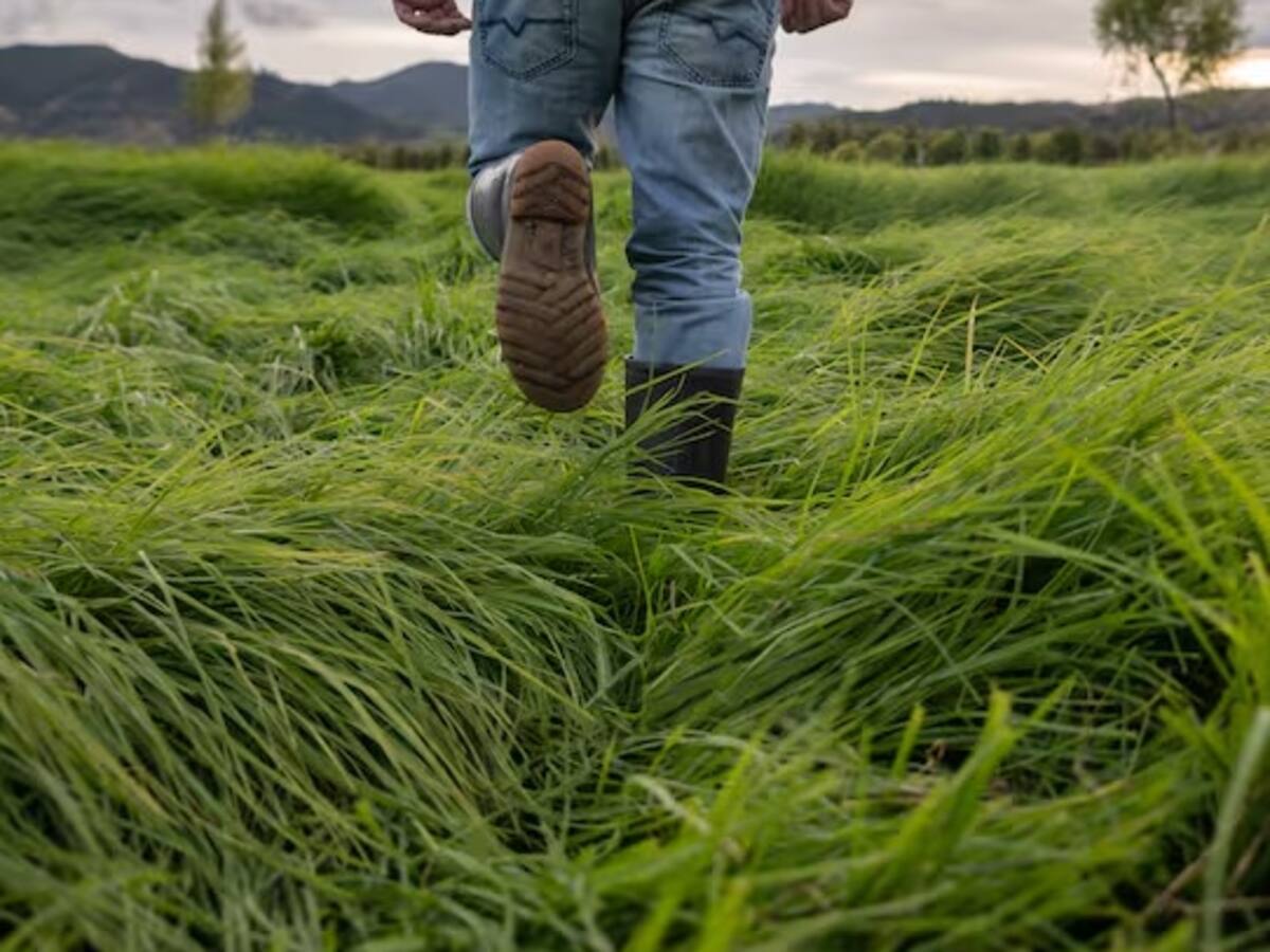 Quindío no cumple los requisitos para zonas de reserva campesina: Gremios