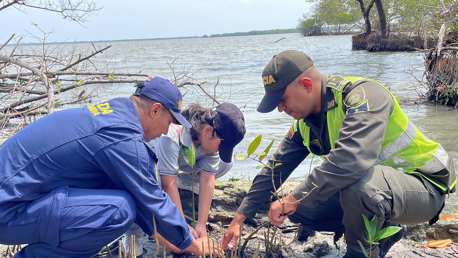 Siembra de mangles en la Ciénaga de Mallorquín./ Foto: Armada Nacional