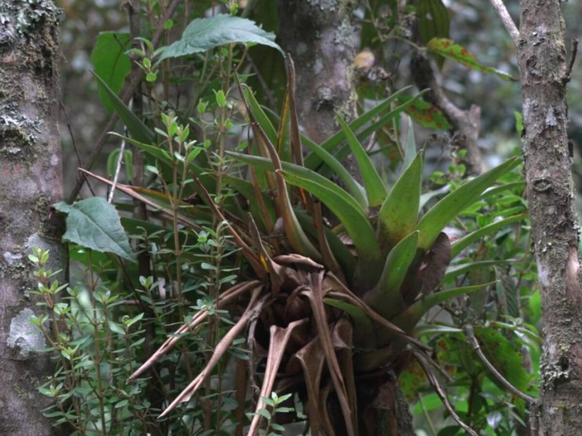 Guantiva - La Rusia: la esperanza de los páramos